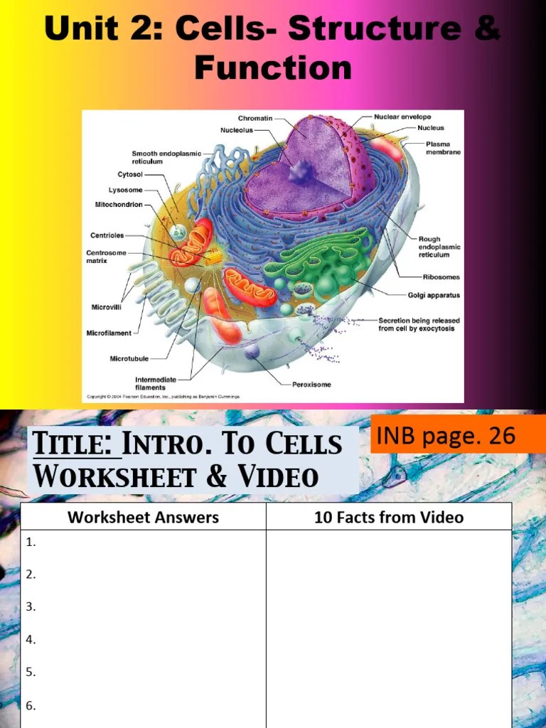 Unit 2 - Cells Structure Function | PDF | Cell (Biology) | Endoplasmic Reticulum
