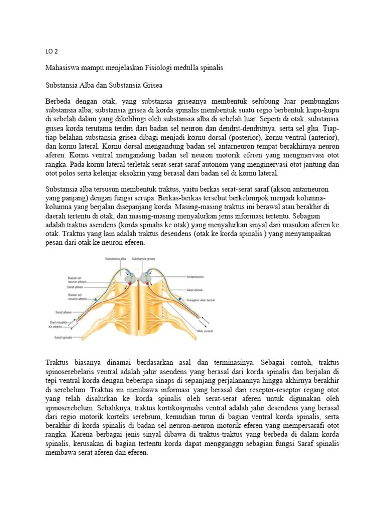 Fisiologi Medula Spinalis | PDF