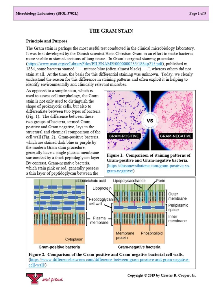 Gram-Staining Protocol (Cooper 2019) | Download Free PDF | Staining ...