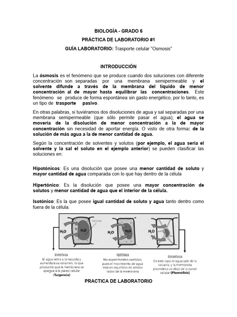 Guia De Laboratorio 1. Osmosis | PDF | Ósmosis | Concentración