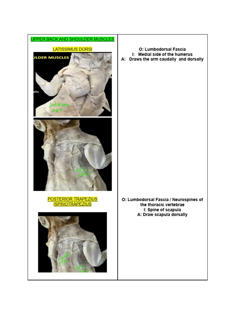 Skeletal Muscles Of The Rabbit | PDF | Foot | Vertebral Column