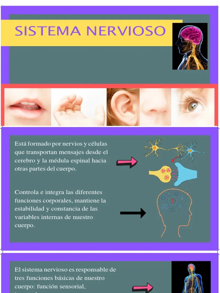 Sistema Nervioso RESUMEN | PDF | Cerebro | Sistema Nervioso Central