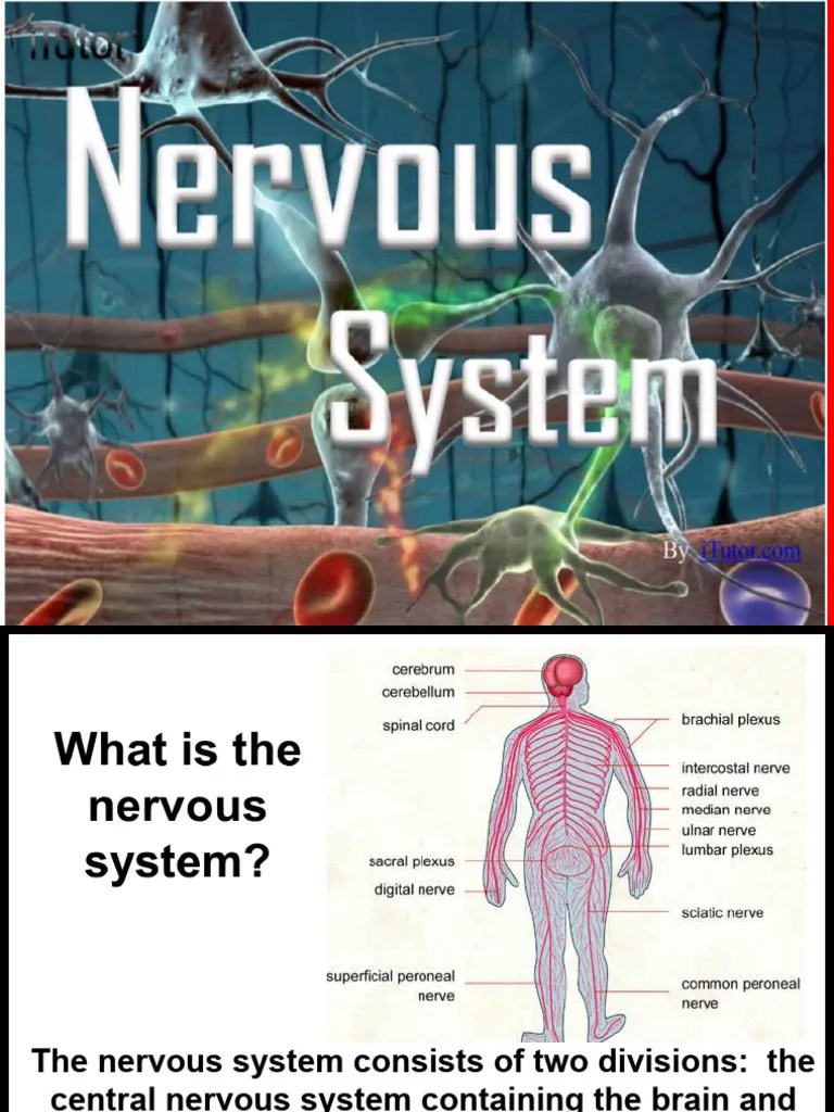Nervous System | PDF