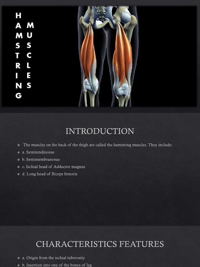 Hamstring Muscles | PDF | Human Leg | Pelvis