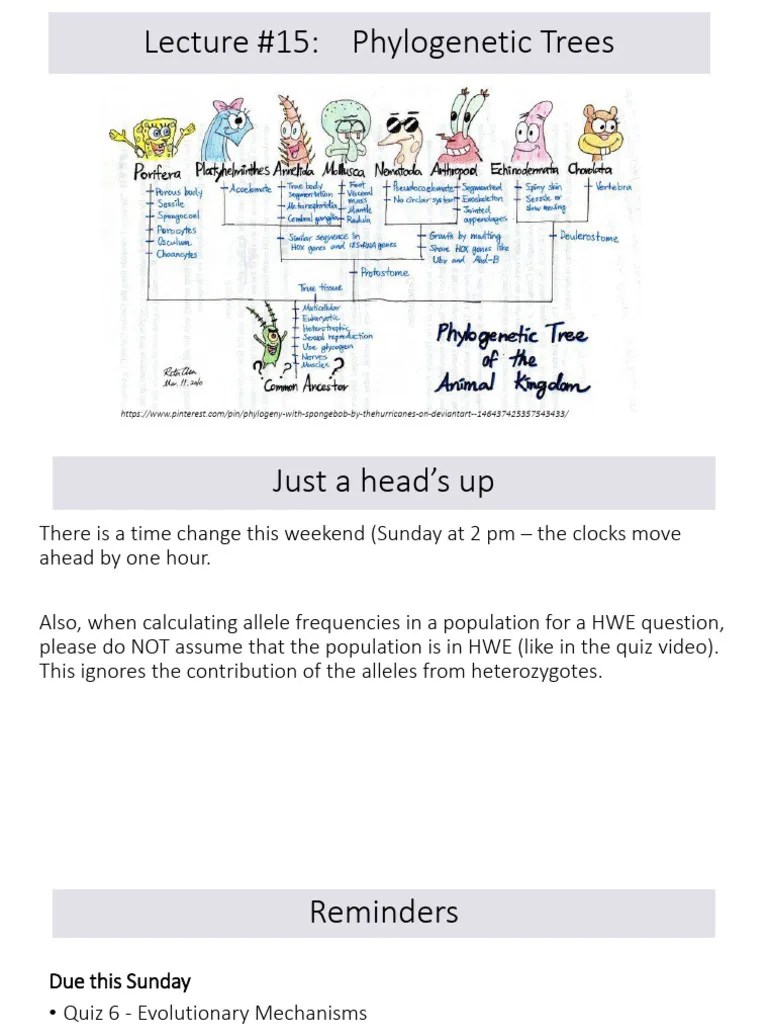 Lecture #15 - Phylogenetic Trees | PDF | Genetic Diversity | Genetics