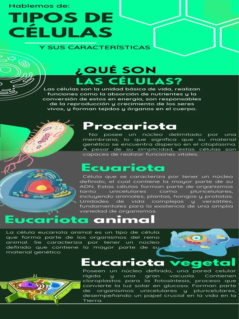 Tipos De Células | PDF