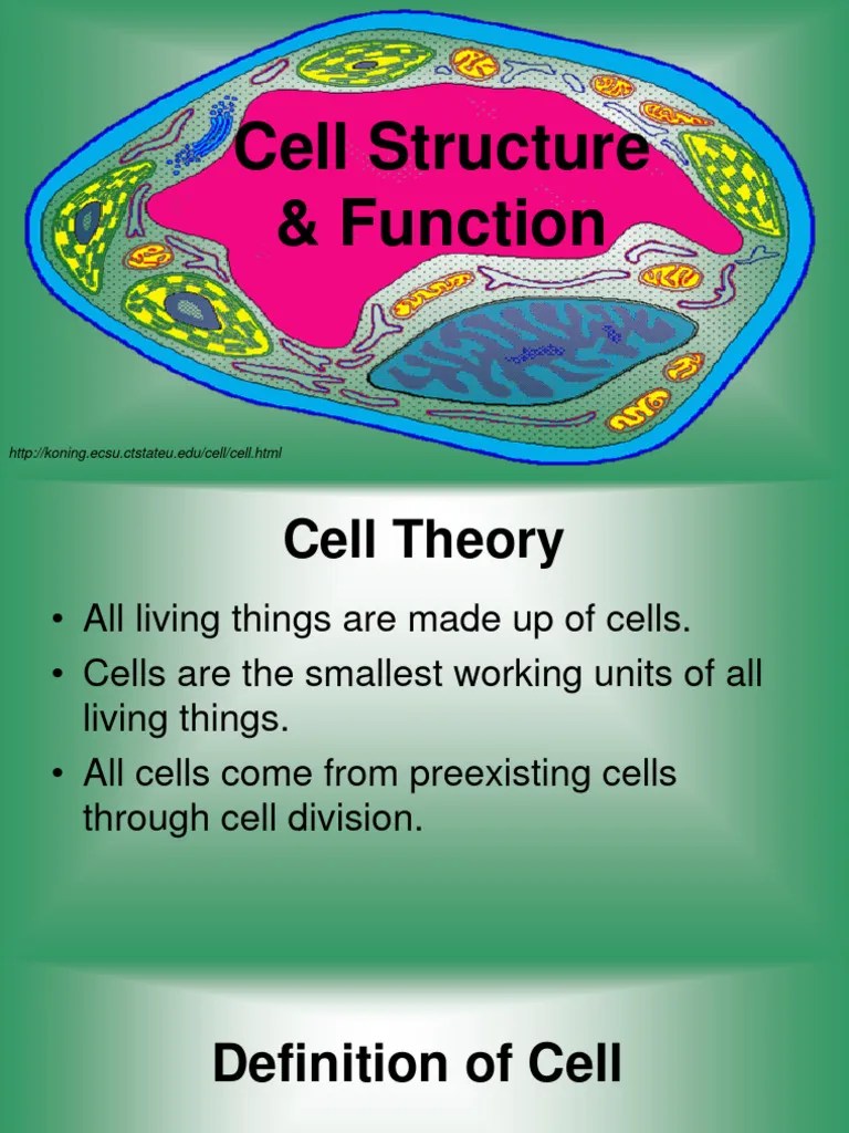 Structure & Function Of The Cell | PDF | Cell (Biology) | Cell Nucleus