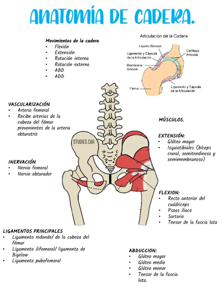 Artroplastia De Cadera | PDF | Sistema Musculoesquelético | Anatomía Del Miembro Inferior