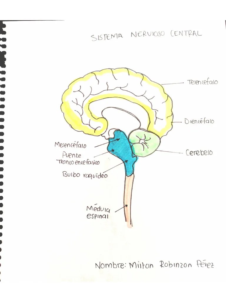 Sistema Nervioso Central | PDF