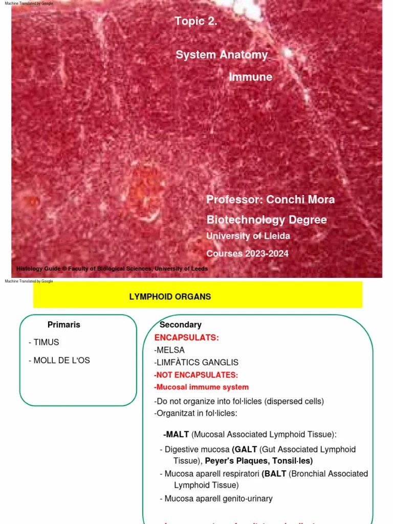 TEMA 2 Anatomia Del Sistema Immune | PDF | Lymph Node | Lymphatic System