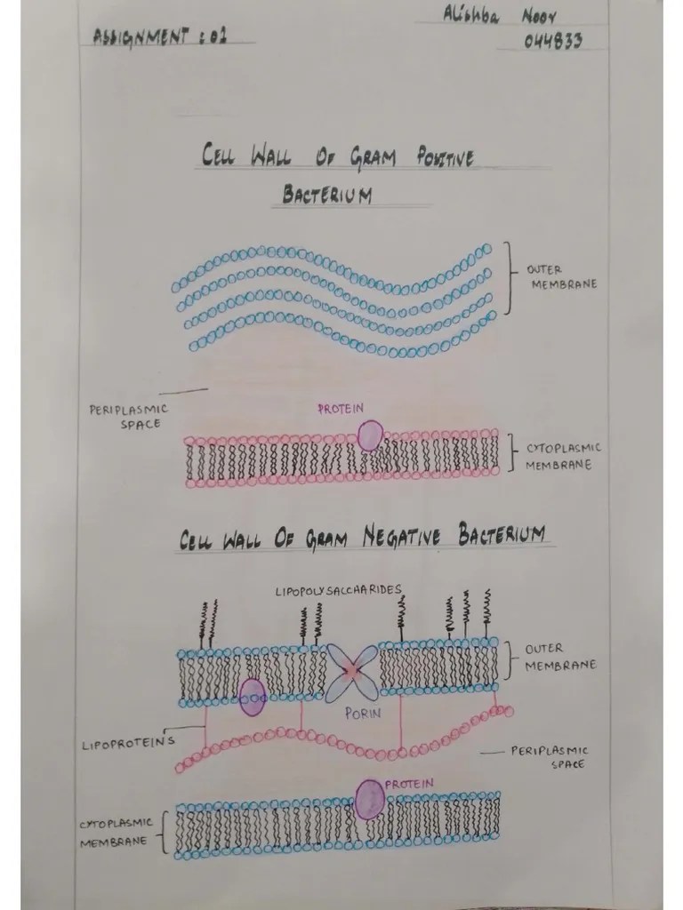 Microbiology Assignment.44833 | PDF