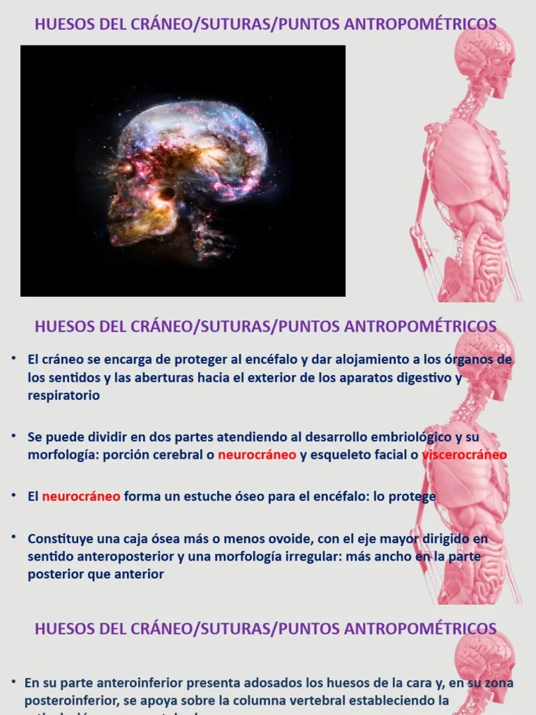 Huesos Del Craneo Y Huesos De La Cara Pdf - Premium Sunset Pattern Gallery - HD