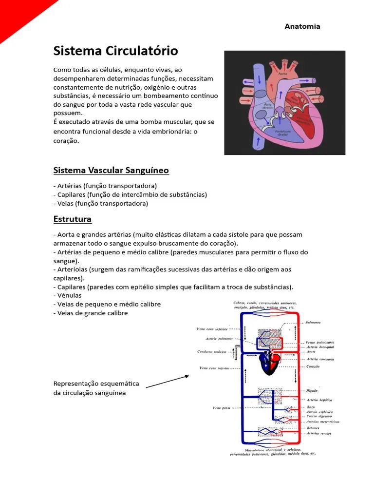 Resumos Anatomia | PDF | Coração | Ventrículo (coração)