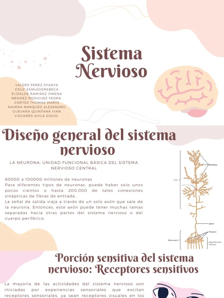 SISTEMA NERVIOSO | PDF | Sinapsis | Neurona
