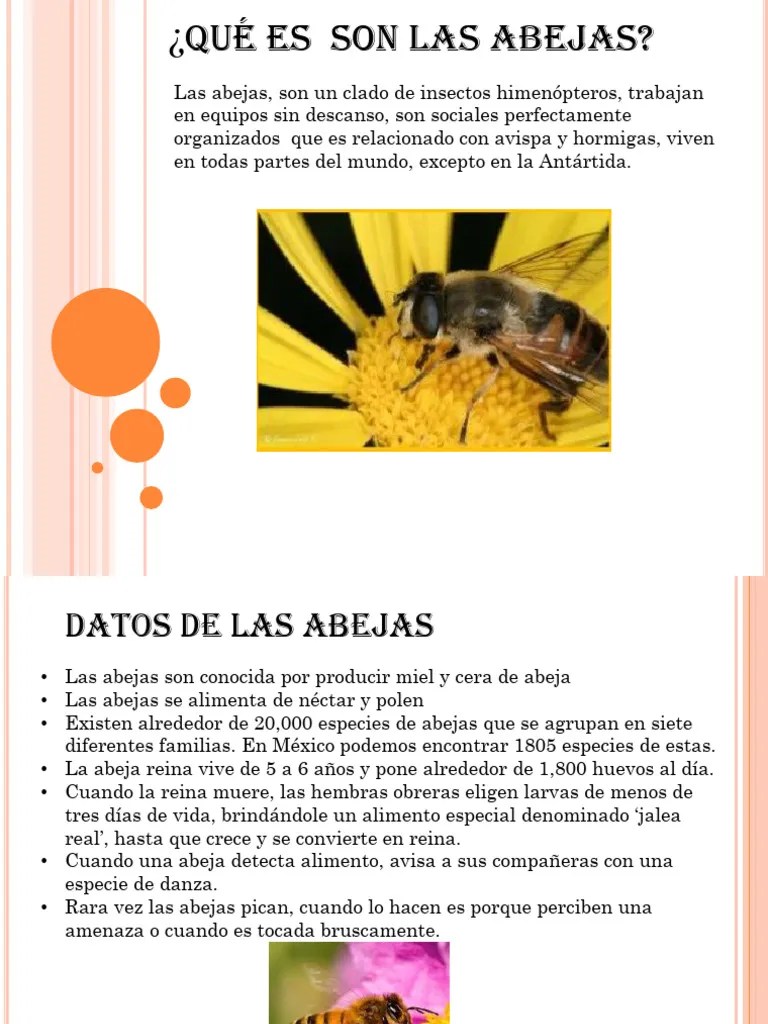 Abejas | PDF
