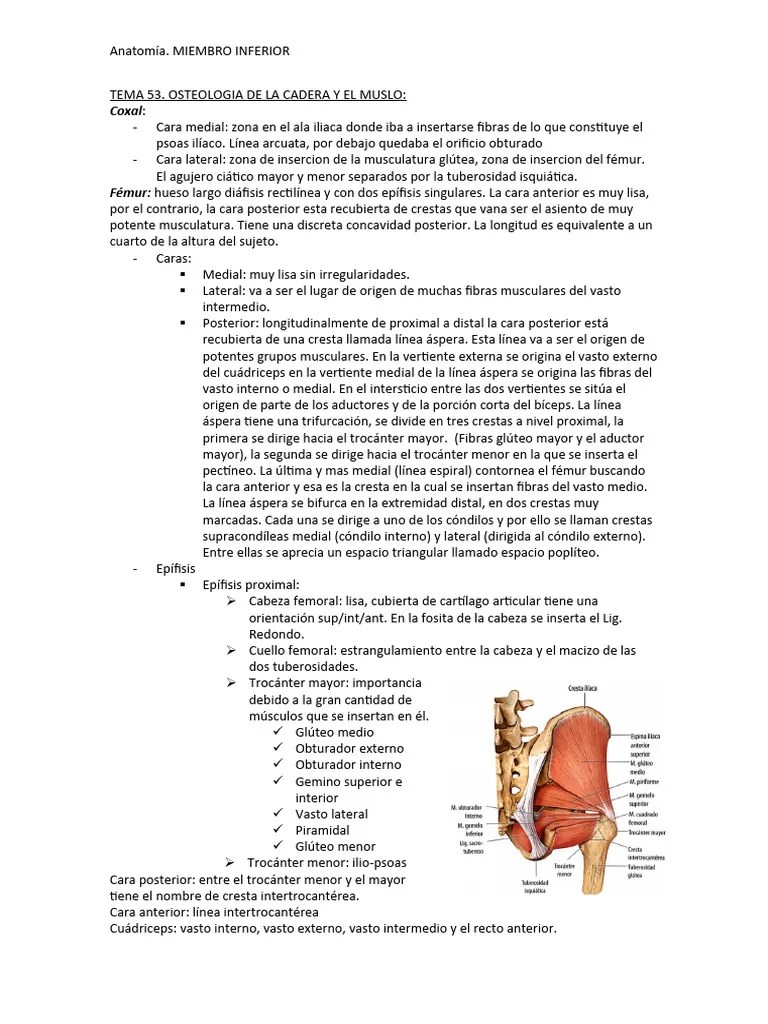 Anatomia Miembro Inferior. | PDF | Tobillo | Rodilla