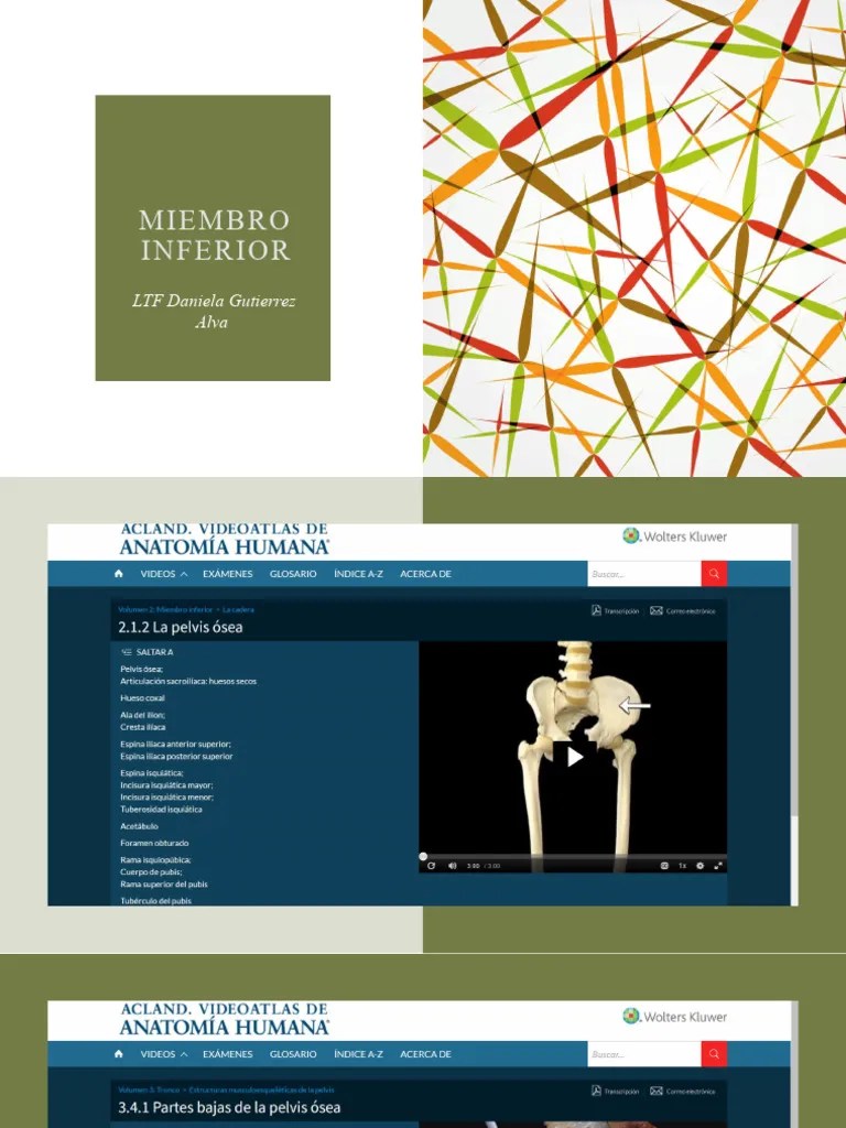 Miembro Inferior | PDF | Rodilla | Pie