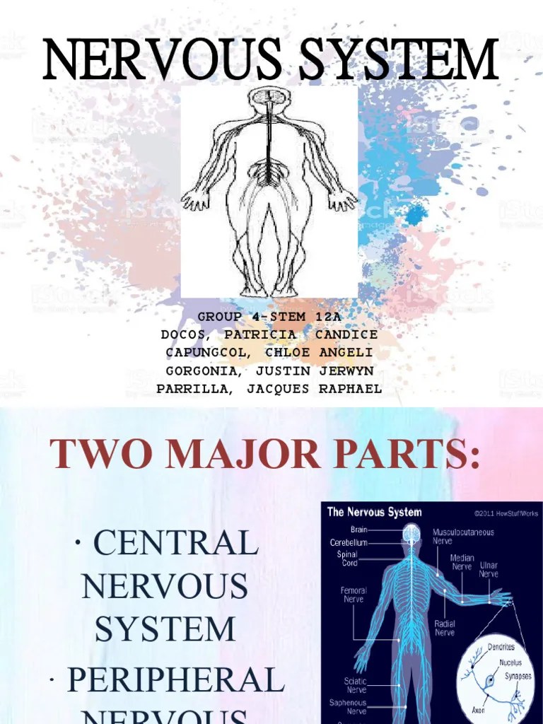 Nervous System | PDF | Human Leg | Central Nervous System