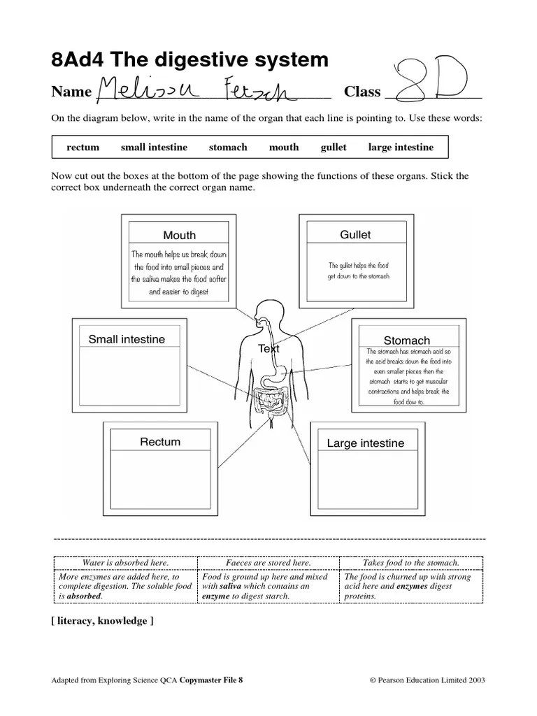 Worksheet - The Digestive System | PDF | Digestion | Human Digestive System
