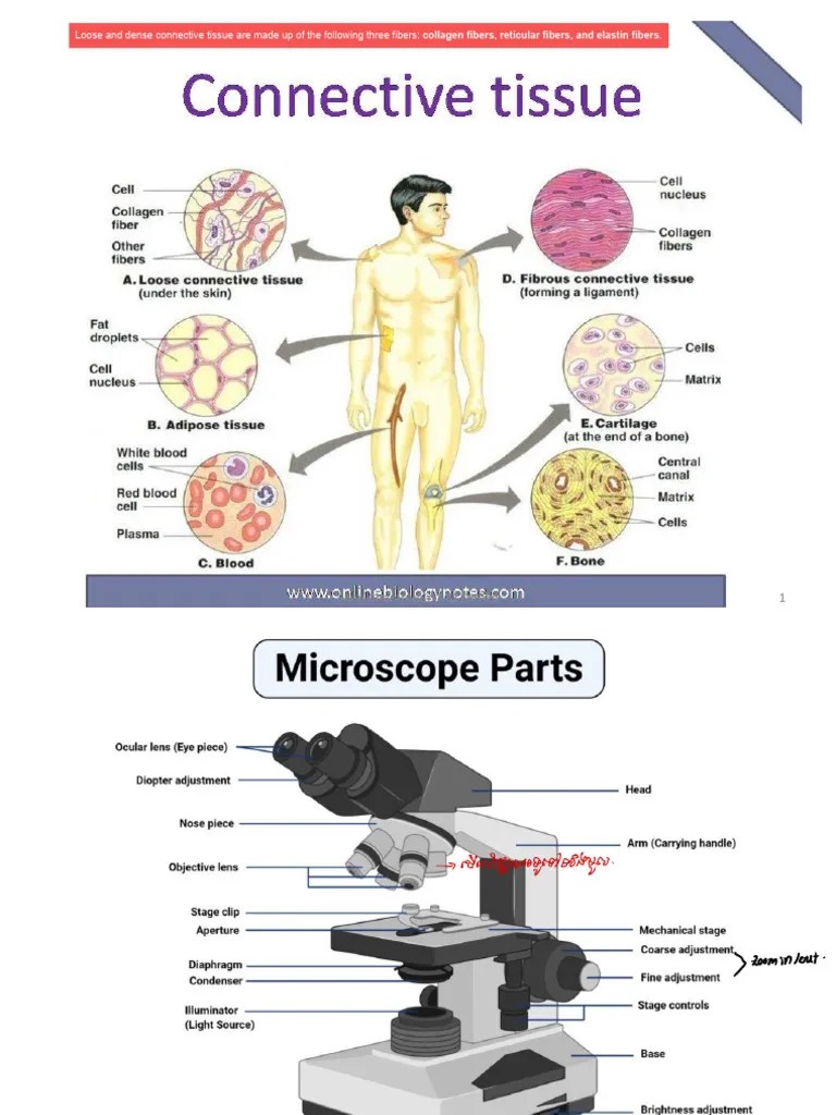 Connective Tissues | PDF