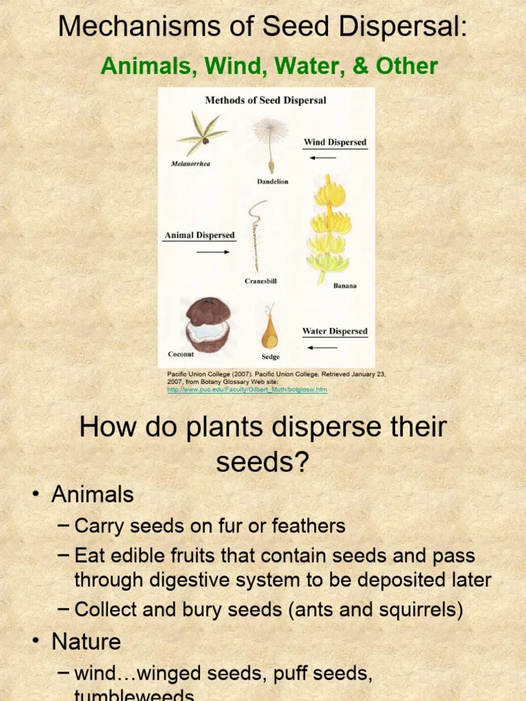 Mechanisms Of Seed Dispersal | PDF | Seed | Fruit
