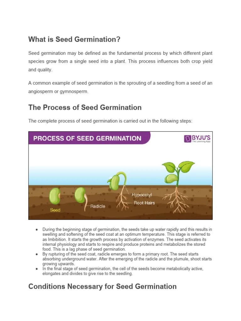 What Is Seed Germination | PDF | Seed | Germination