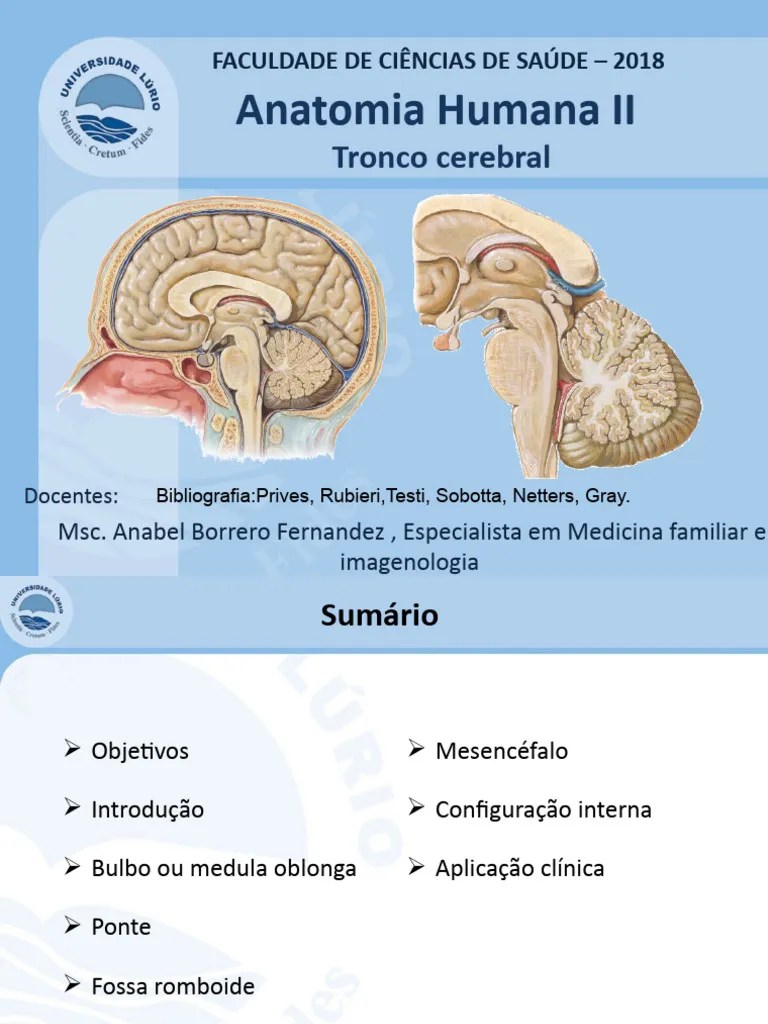 Aula Anatomia II- Tronco Encefálico | PDF | Medula Espinhal | Cérebro