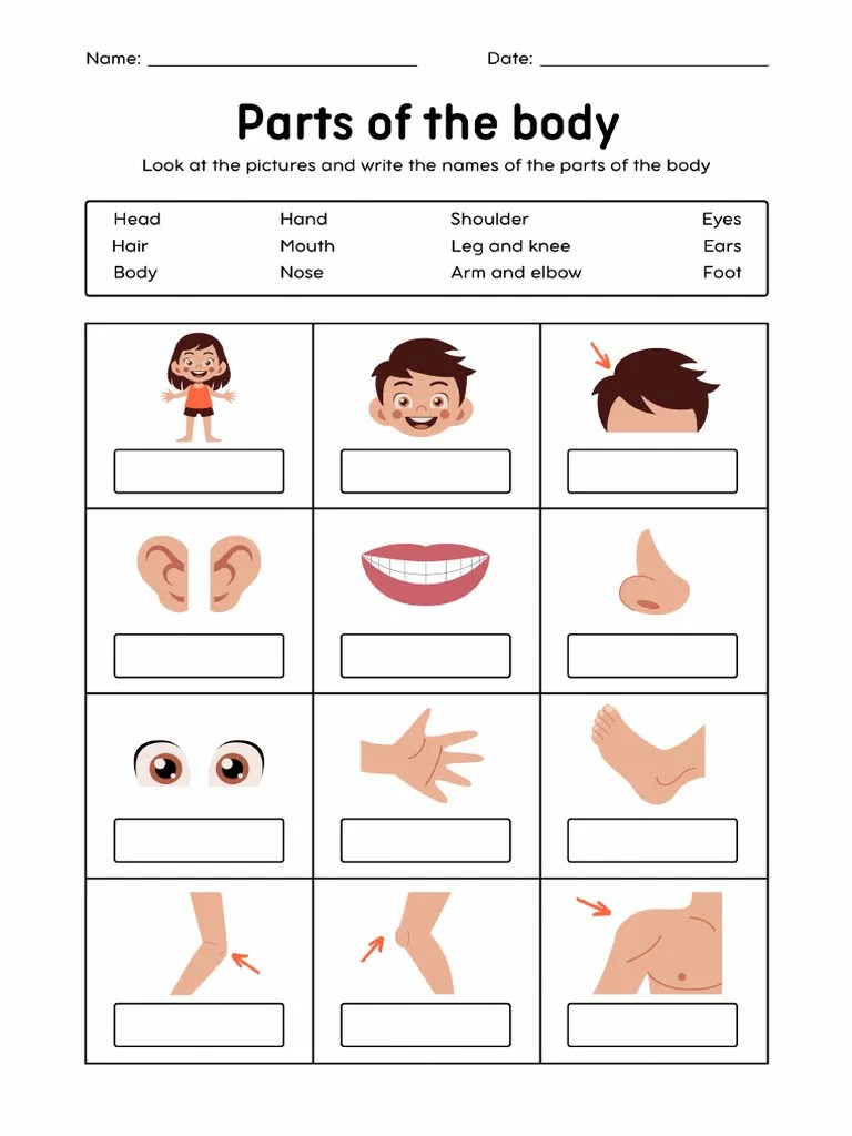 Parts of the body vocabulary worksheet