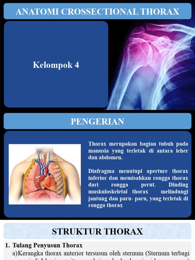 ANATOMI THORAX | PDF