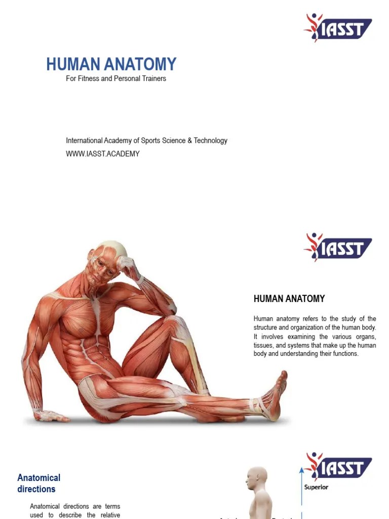 Human Anatomy | PDF | Anatomical Terms Of Motion | Anatomical Terms Of Location
