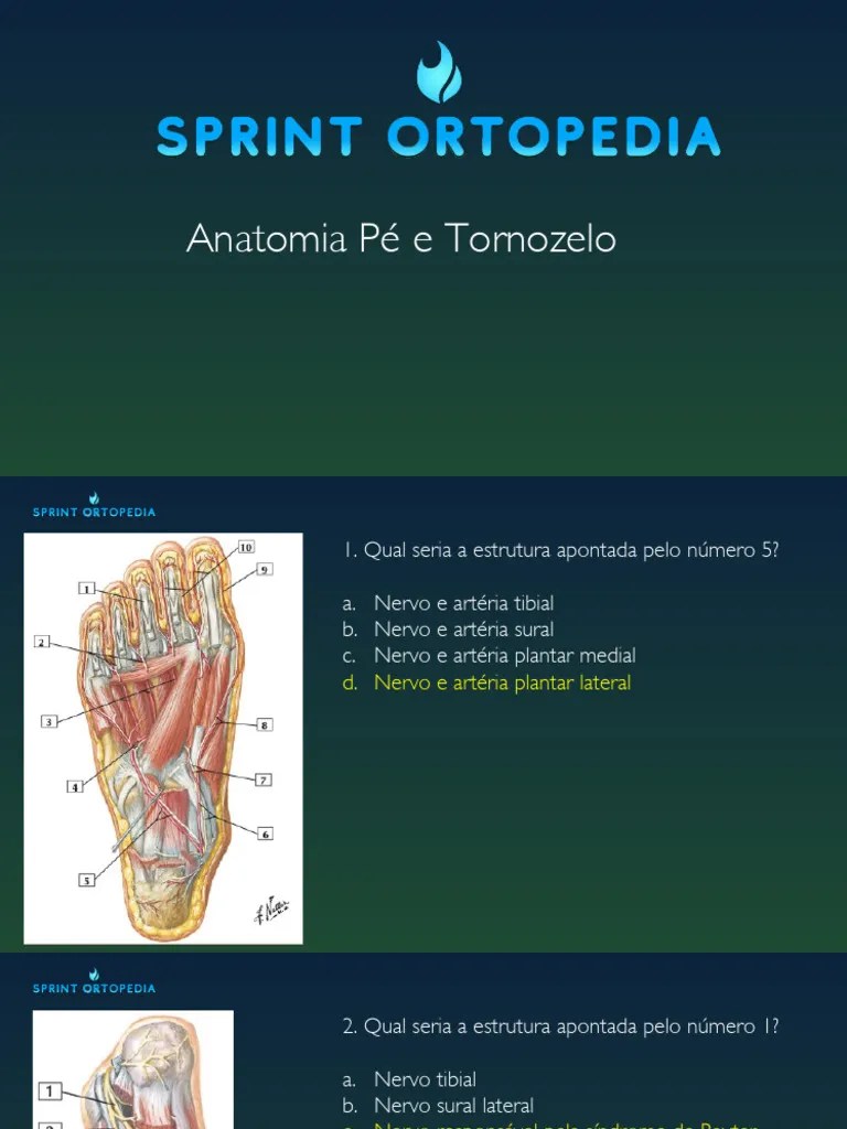 Anatomia_Pé_e_tornozelo | PDF | Sistema Locomotor | Neuroanatomia