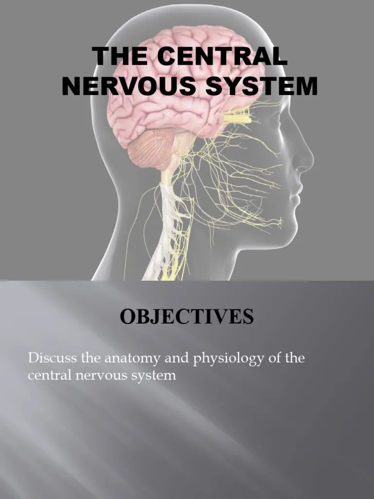 The Central Nervous System | PDF | Cerebrum | Central Nervous System
