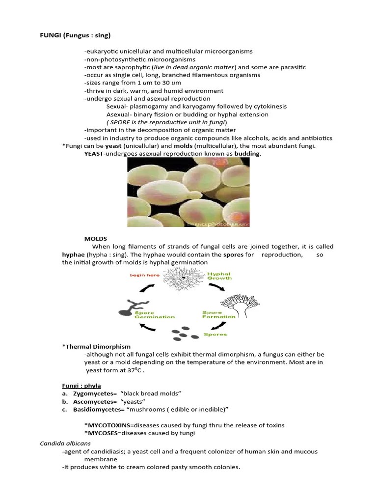 Diversity Of Microbes. | PDF | Fungus | Bacteria