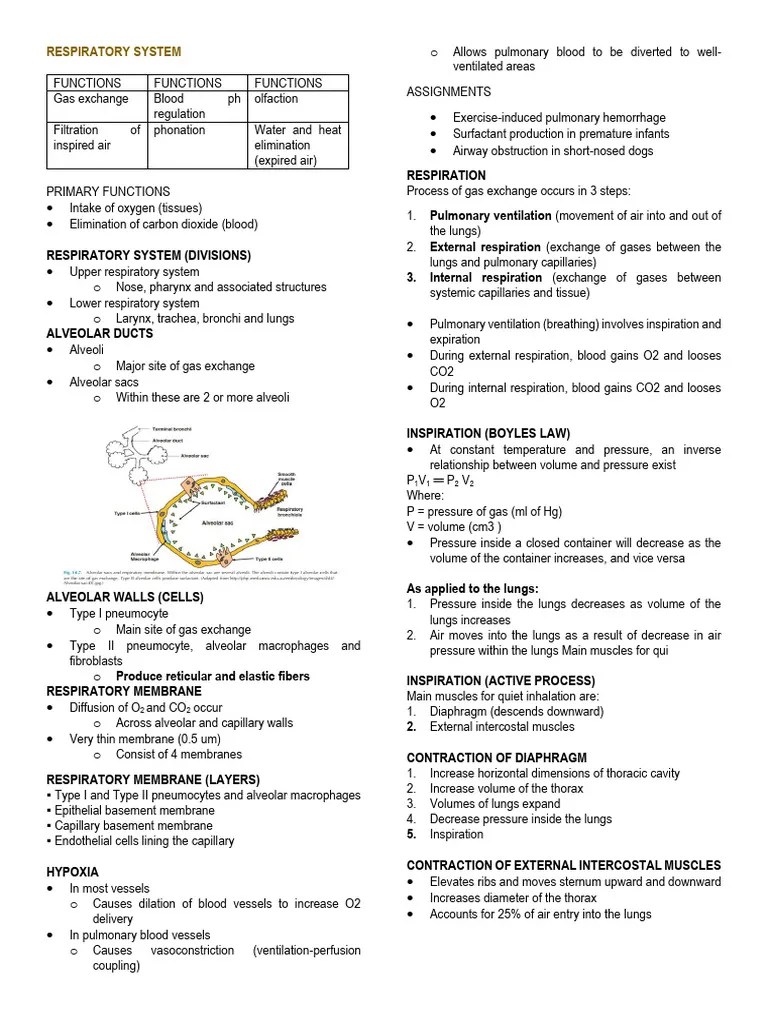 Respiratory System | PDF | Hemoglobin | Respiratory System