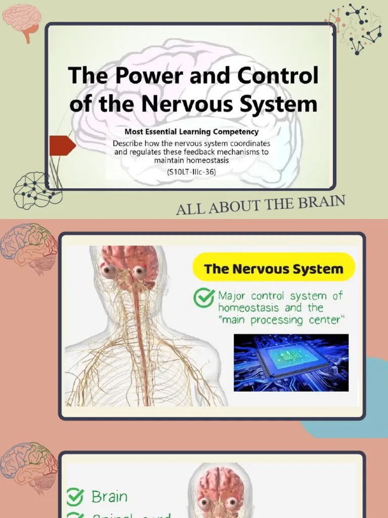 The Nervous System | PDF