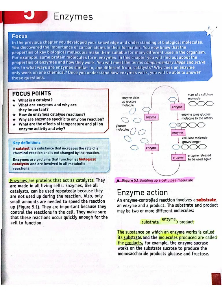 Biology Enzymes | PDF