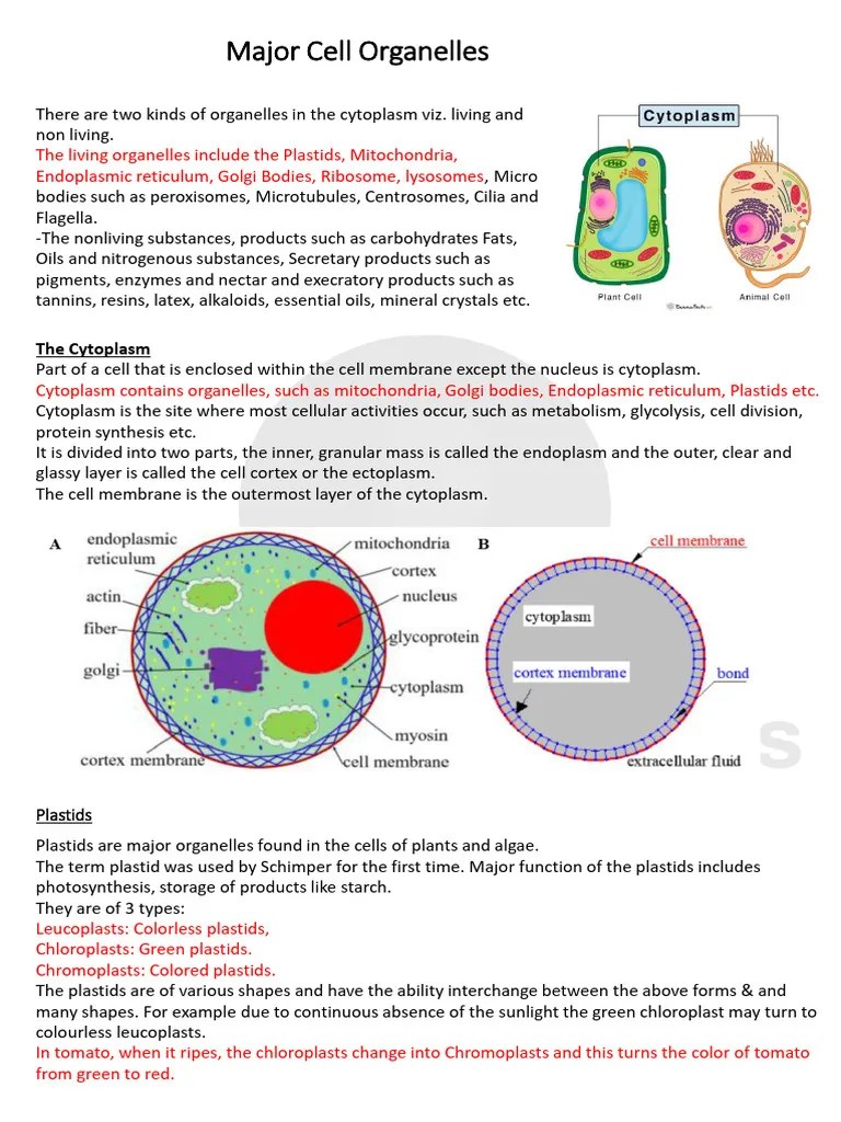Cell Organelles | PDF | Cell (Biology) | Mitochondrion