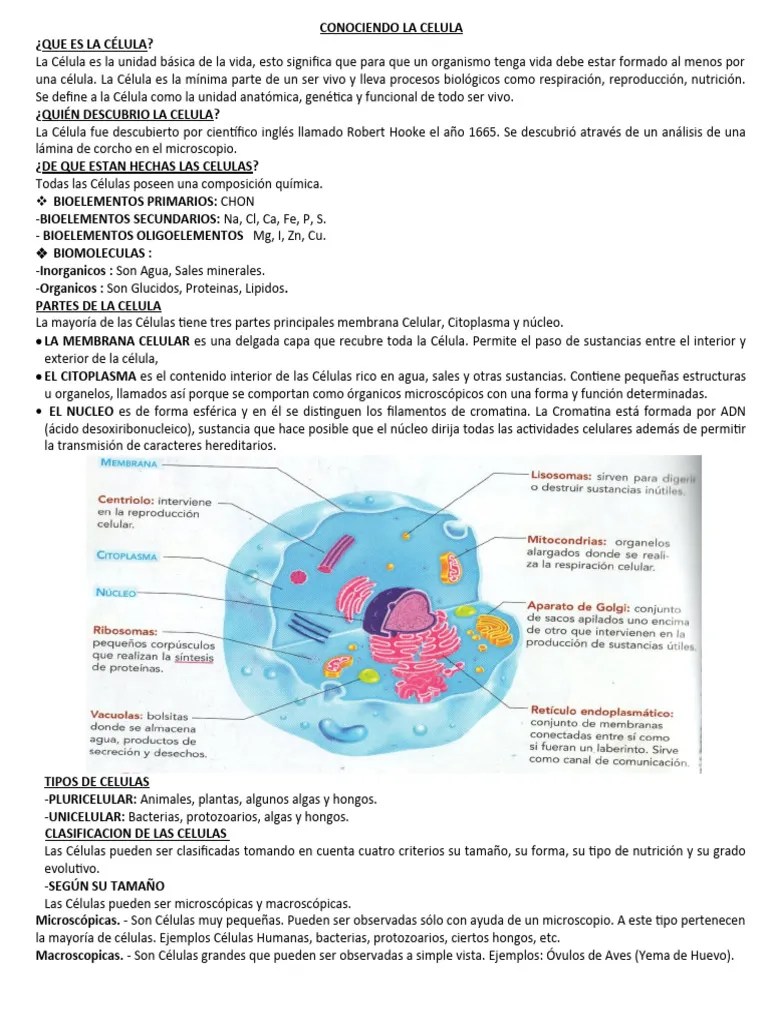 CELULAs | PDF | Biología Celular) | Plantas