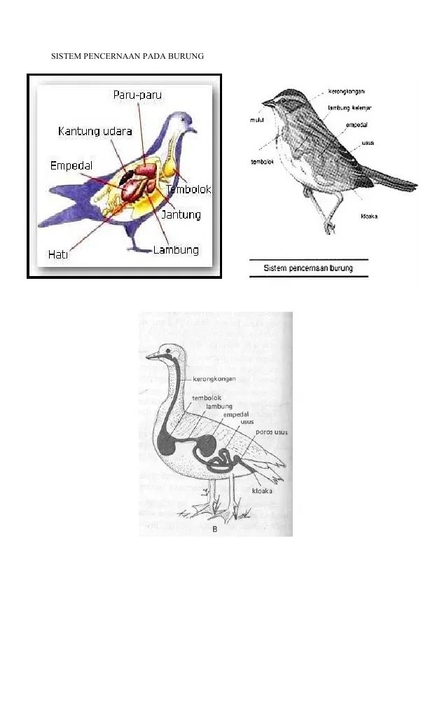 Jual Poster Sistem Pencernaan Burung Kota Depok Dunia Alper Karena mulut burung tidak mempunyai gigi sehingga makanan dapat masuk langsung ke kerongkongan.