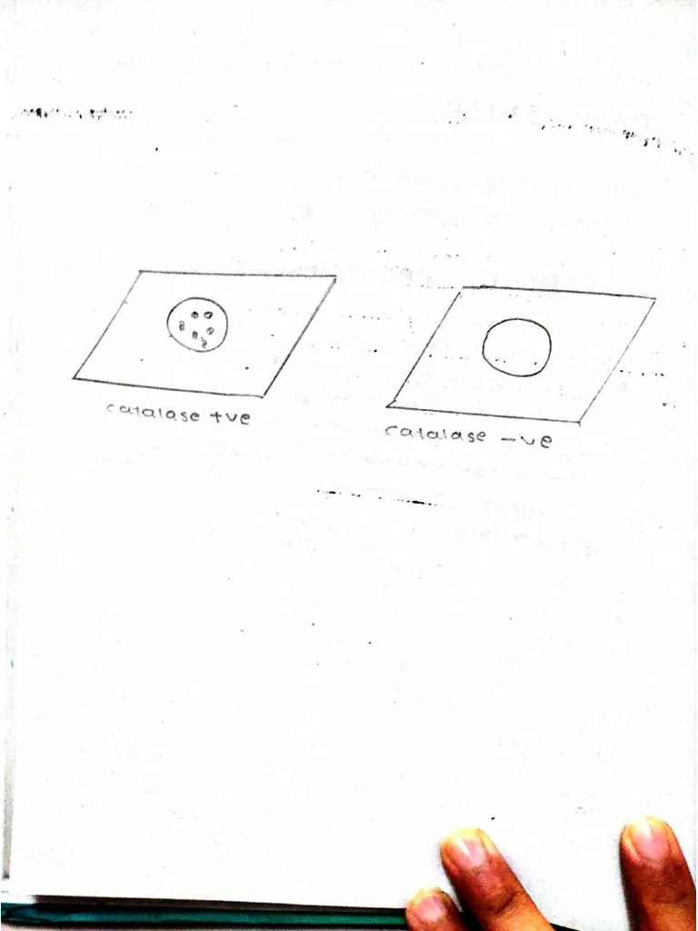 Catalase Test | PDF