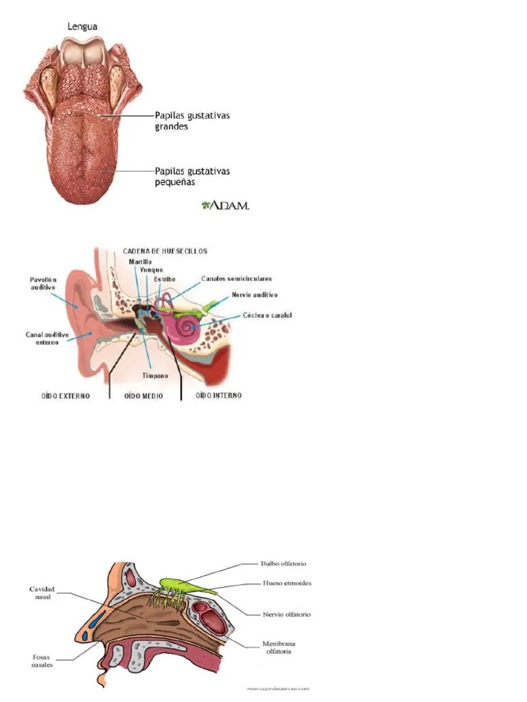 Los 5 Organos De Los Sentidos | PDF