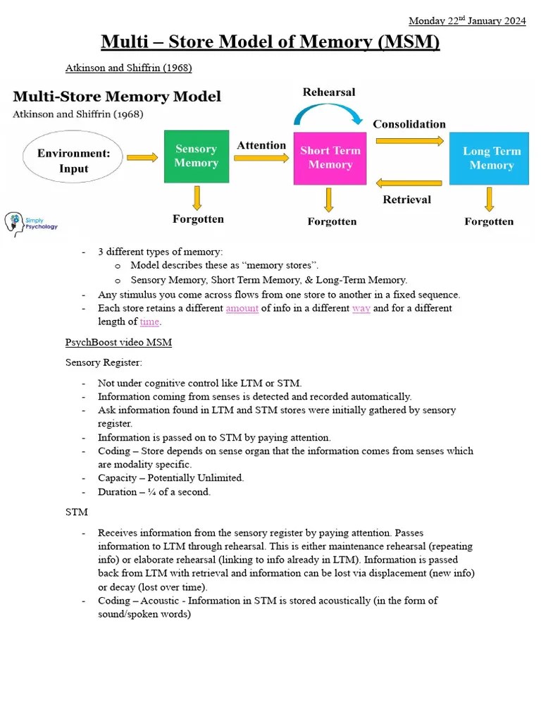 Multi - Store Memory Model (MSM | PDF | Memory | Long Term Memory