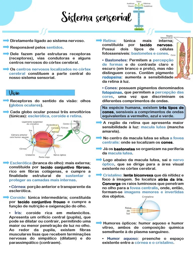 Sistema Sensorial | PDF | Audição | Língua