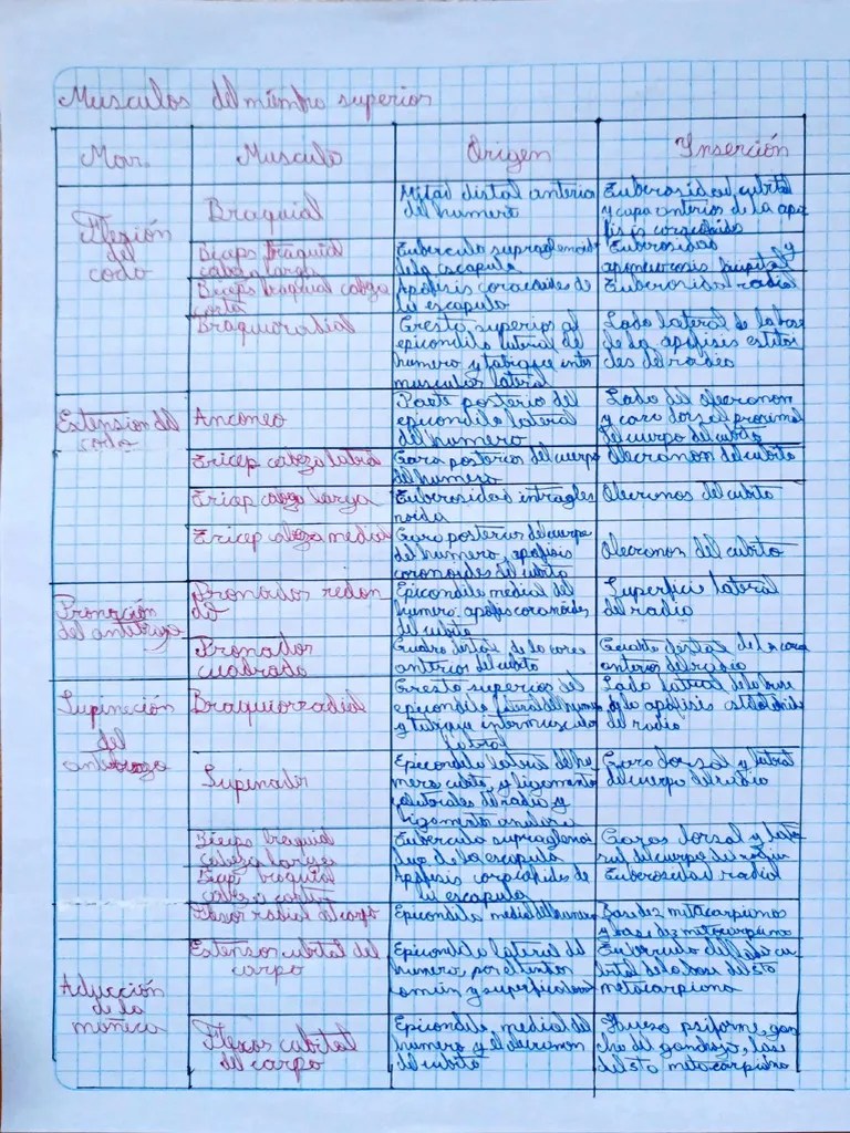 Músculos Del Miembro Superior | PDF
