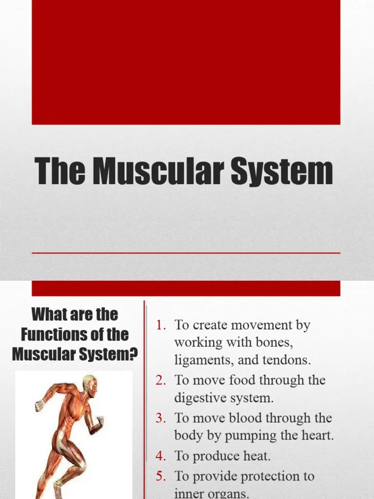 Muscular System | PDF | Muscle | Organ (Anatomy)