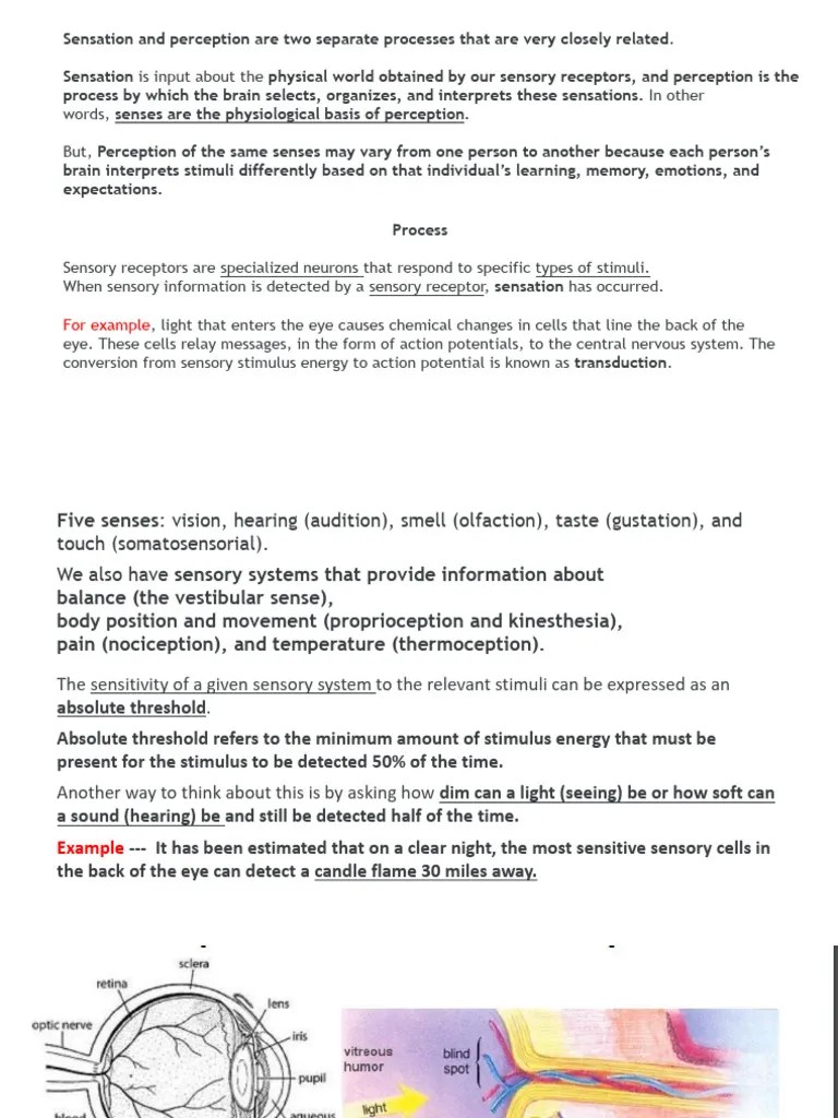 SENSATION AND PERCEPTION | PDF | Senses | Perception