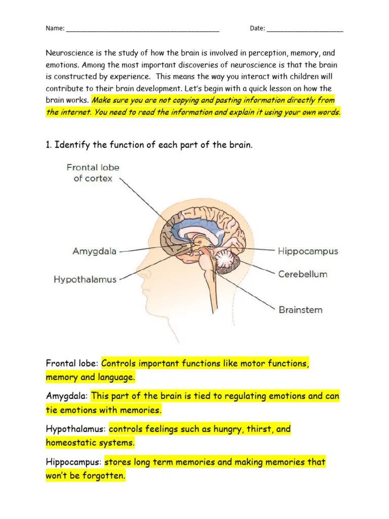 Chapter 2 The Brain_Structure And Function Of The Brain | PDF