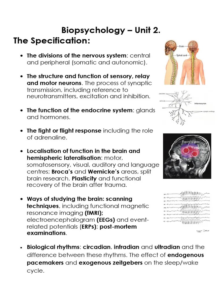 Biopsychology Pack 2020 | PDF | Neuron | Chemical Synapse