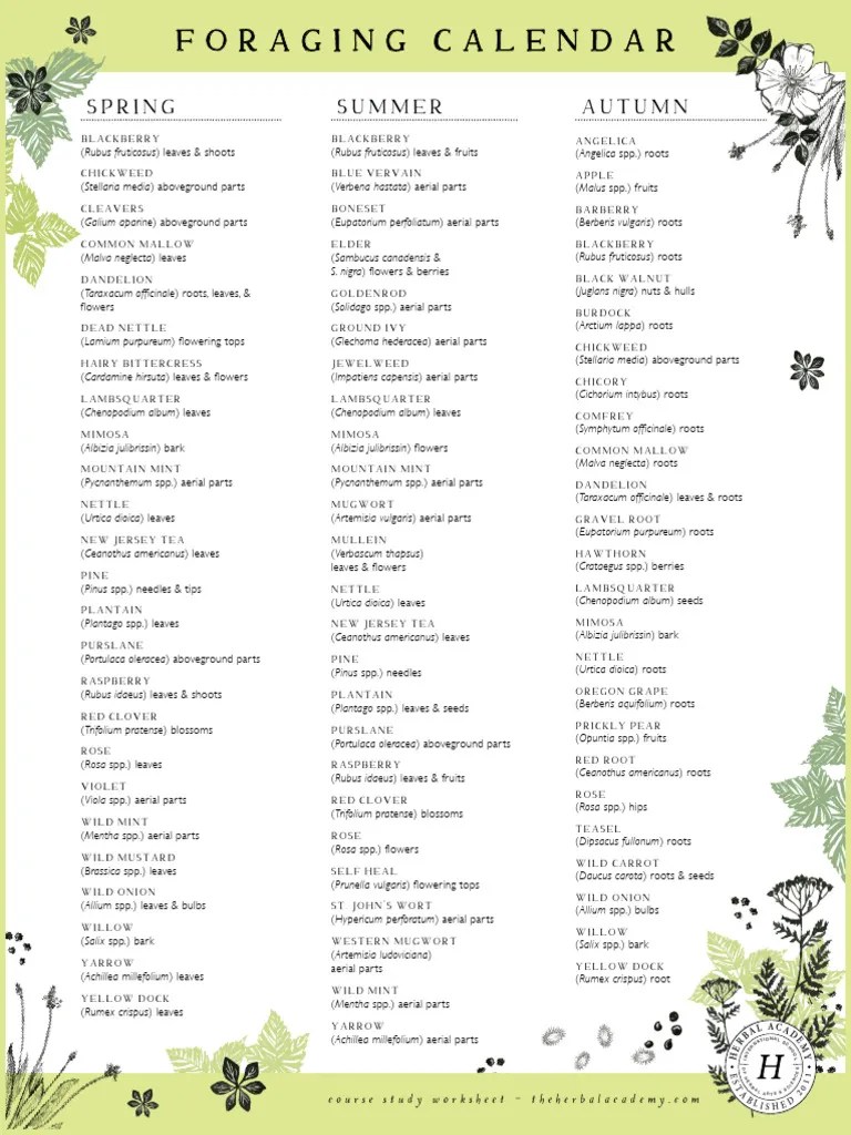FC Foraging Calendar Worksheet | PDF | Medicinal Herbs And Fungi | Plants