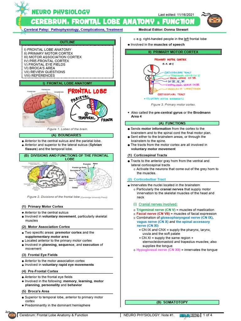 073 Neurology Physiology Cerebrum Frontal Lobe Anatomy & Function | PDF | Brainstem | Cerebral ...
